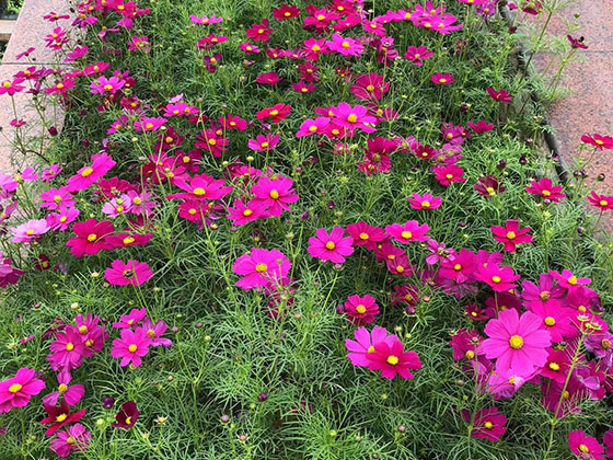 秦皇岛仿真植物|阳台绿化设计